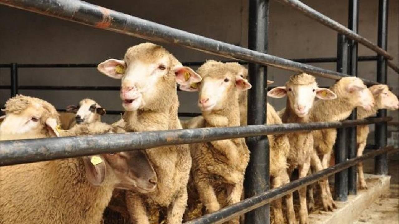 2026 Kurban Bayramı Emekli İkramiyesi Ne Kadar Olacak?