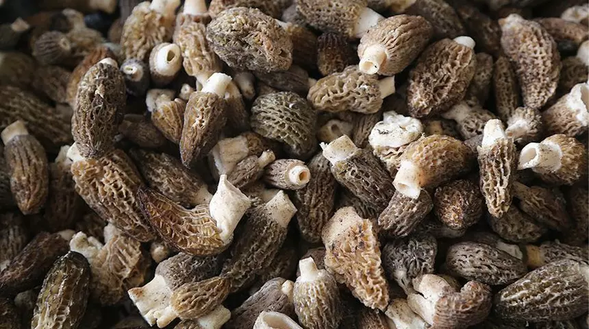 Tarladan çıkar çıkmaz yok satıyor: Talebe yetişemiyorlar