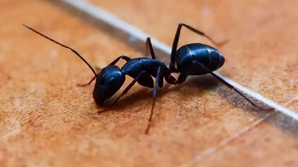 Evdeki Karıncalara Çözüm: Bu Yöntemler Kaçacak Delik Aratacak!